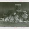 Amusements - Shows and Attractions - Frank Buck's Jungleland - Lions and Tigers - Melvin Koontz with lions