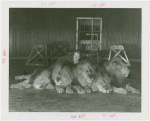 Amusements - Shows and Attractions - Frank Buck's Jungleland - Lions and Tigers - Melvin Koontz with lions