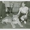 Amusements - Shows and Attractions - Frank Buck's Jungleland - Lions and Tigers - Girl petting baby tiger