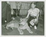 Amusements - Shows and Attractions - Frank Buck's Jungleland - Lions and Tigers - Girl petting baby tiger