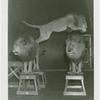 Amusements - Shows and Attractions - Frank Buck's Jungleland - Lions and Tigers - Two lions