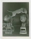 Amusements - Shows and Attractions - Frank Buck's Jungleland - Lions and Tigers - Two lions