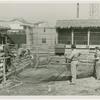 Amusements - Shows and Attractions - Frank Buck's Jungleland - Lions and Tigers - Lion in pen