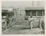 Amusements - Shows and Attractions - Frank Buck's Jungleland - Lions and Tigers - Lion in pen