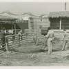 Amusements - Shows and Attractions - Frank Buck's Jungleland - Lions and Tigers - Lion in pen
