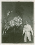 Amusements - Shows and Attractions - Frank Buck's Jungleland - Lions and Tigers - Melvin Koontz with lion jumping through flaming hoop