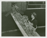 Amusements - Shows and Attractions - Frank Buck's Jungleland - Monkeys and Chimpanzees - Frank Buck and monkeys