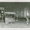 Amusements - Shows and Attractions - Frank Buck's Jungleland - Monkeys and Chimpanzees - Monkeys in costumes on tricycles