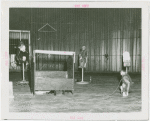 Amusements - Shows and Attractions - Frank Buck's Jungleland - Monkeys and Chimpanzees - Monkeys in costumes on tricycles