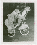 Amusements - Shows and Attractions - Frank Buck's Jungleland - Monkeys and Chimpanzees - Monkeys in costumes on tricycles