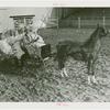 Amusements - Villages - Old New York - Four people in horse buggy