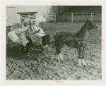 Amusements - Villages - Old New York - Four people in horse buggy