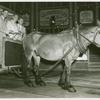 Amusements - Villages - Old New York - Horse pulling horse car