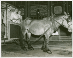 Amusements - Villages - Old New York - Horse pulling horse car