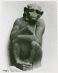 Art - Sculpture - Monkey