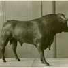 Art - Sculpture - Bull