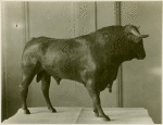 Art - Sculpture - Bull