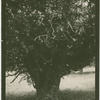 Holly tree, Innisfallen, Killarney.
