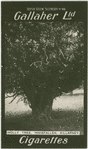 Holly tree, Innisfallen, Killarney.