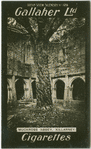Muckross Abbey, Killarney.