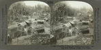 Turumu Village and People in a Forest Clearing near Yakusa, Congo Free State