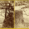Hackleton's Cliff, Barbados