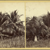 Taylor's Gem of Coca Foliage
