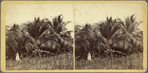 Taylor's Gem of Coca Foliage