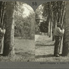Tapping a Rubber Tree in Brazil