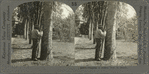 Tapping a Rubber Tree in Brazil