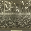 A Tobacco Field in a Palm Grove, Province of Havana, Cuba