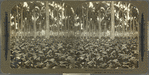 A Tobacco Field in a Palm Grove, Province of Havana, Cuba