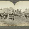 Farming Scene, Province of Havana, Cuba