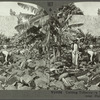 Cutting tobacco - a typical plantation scene near Habana [Havana], Cuba