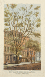 The varian tree in Broadway, betw. 26th & 27th Sts. 1864