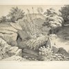 Source of the spring in the Rample [sic] From Central Park Album, 1862