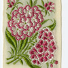 Sweet william (Gallantry; Dexterity; Diplomacy).