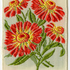 Helenium (Tears).