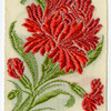 Carnation (Admiration; Woman's Love; Fascination).