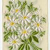 Ox-eye daisy (innocence; faithful love).