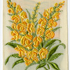 Antirrhinum (Presumption) [Snapdragon].