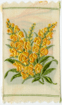 Antirrhinum (Presumption) [Snapdragon].