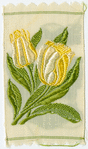 Darwin tulip (Hopeless love)