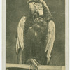 Macaw.
