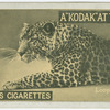 Leopardess.