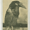 Hornbill.