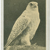 Greenland Falcon.