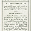 Greenland Falcon.