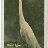 Great Egret.