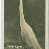 Great Egret.